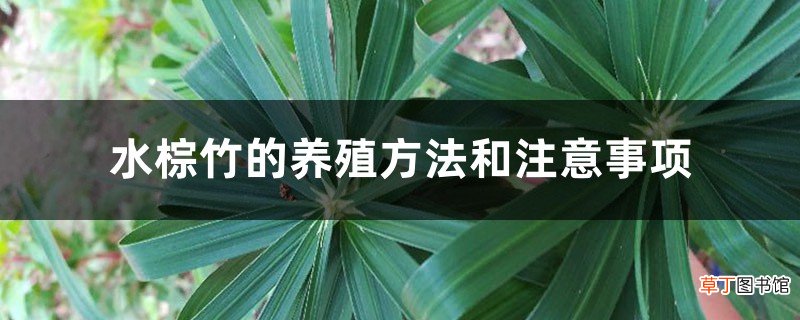 水棕竹的养殖方法和注意事项