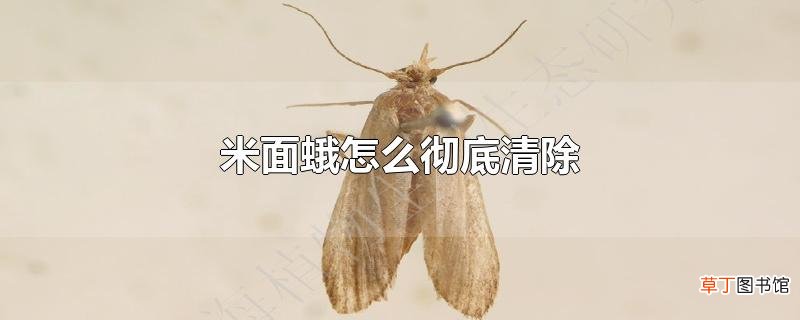 米面蛾怎么彻底清除