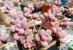 最受欢迎的10大多肉品种 10大最美多肉植物排名