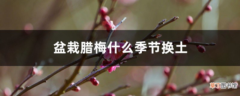 盆栽腊梅什么季节换土
