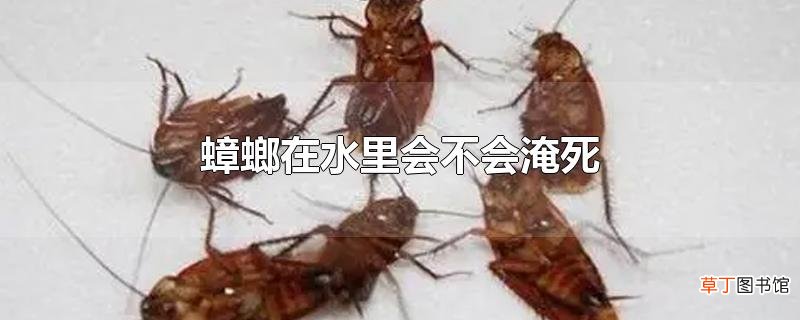 蟑螂在水里会不会淹死
