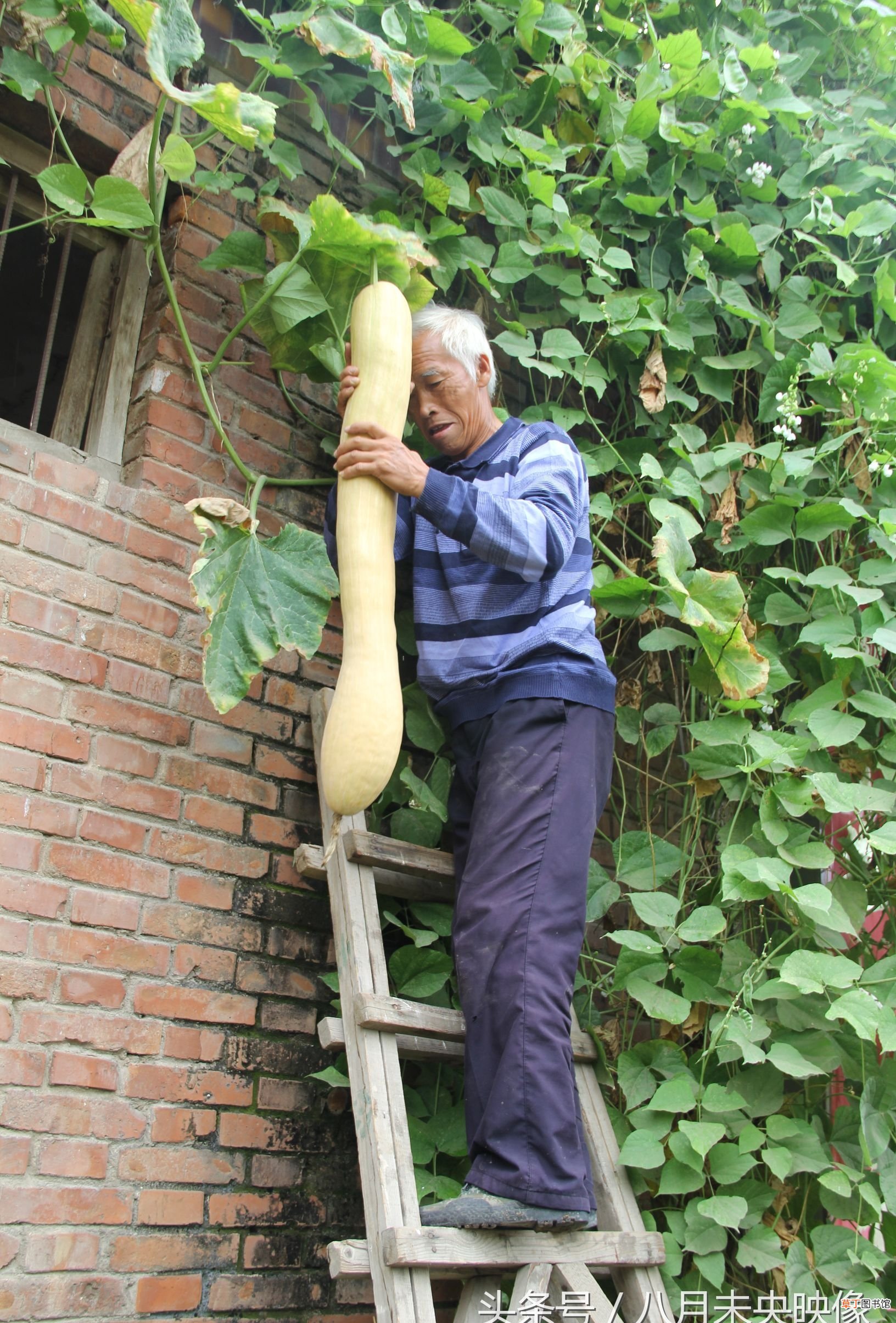 南瓜跟吊瓜有什么区别吗 吊瓜和南瓜是一样的吗