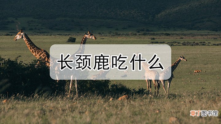 长颈鹿吃什么