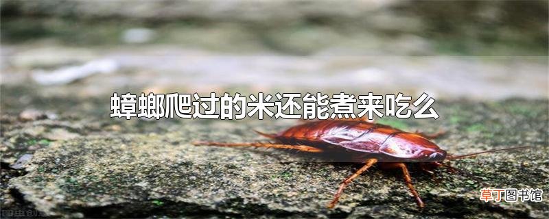 蟑螂爬过的米还能煮来吃么