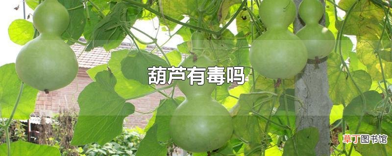葫芦有毒吗
