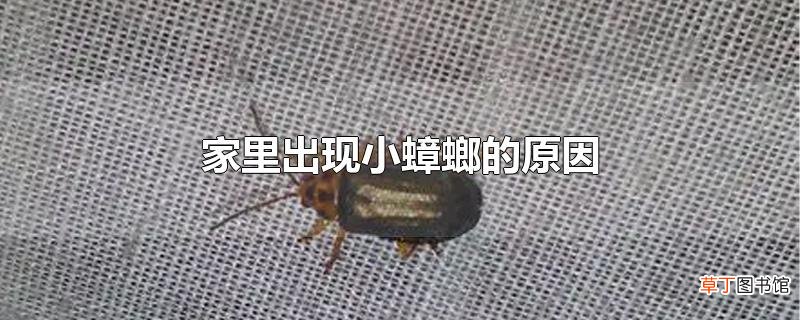 家里出现小蟑螂的原因