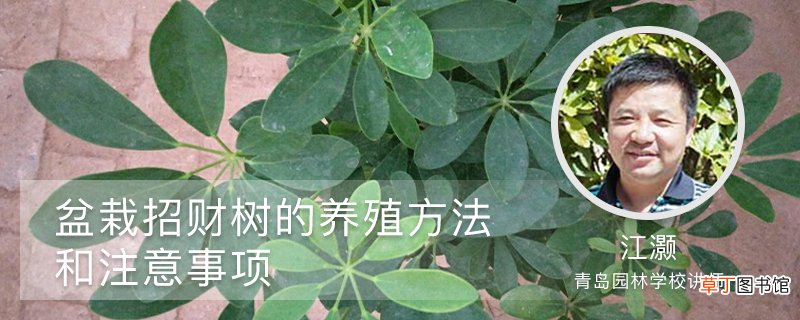 盆栽招财树的养殖方法和注意事项