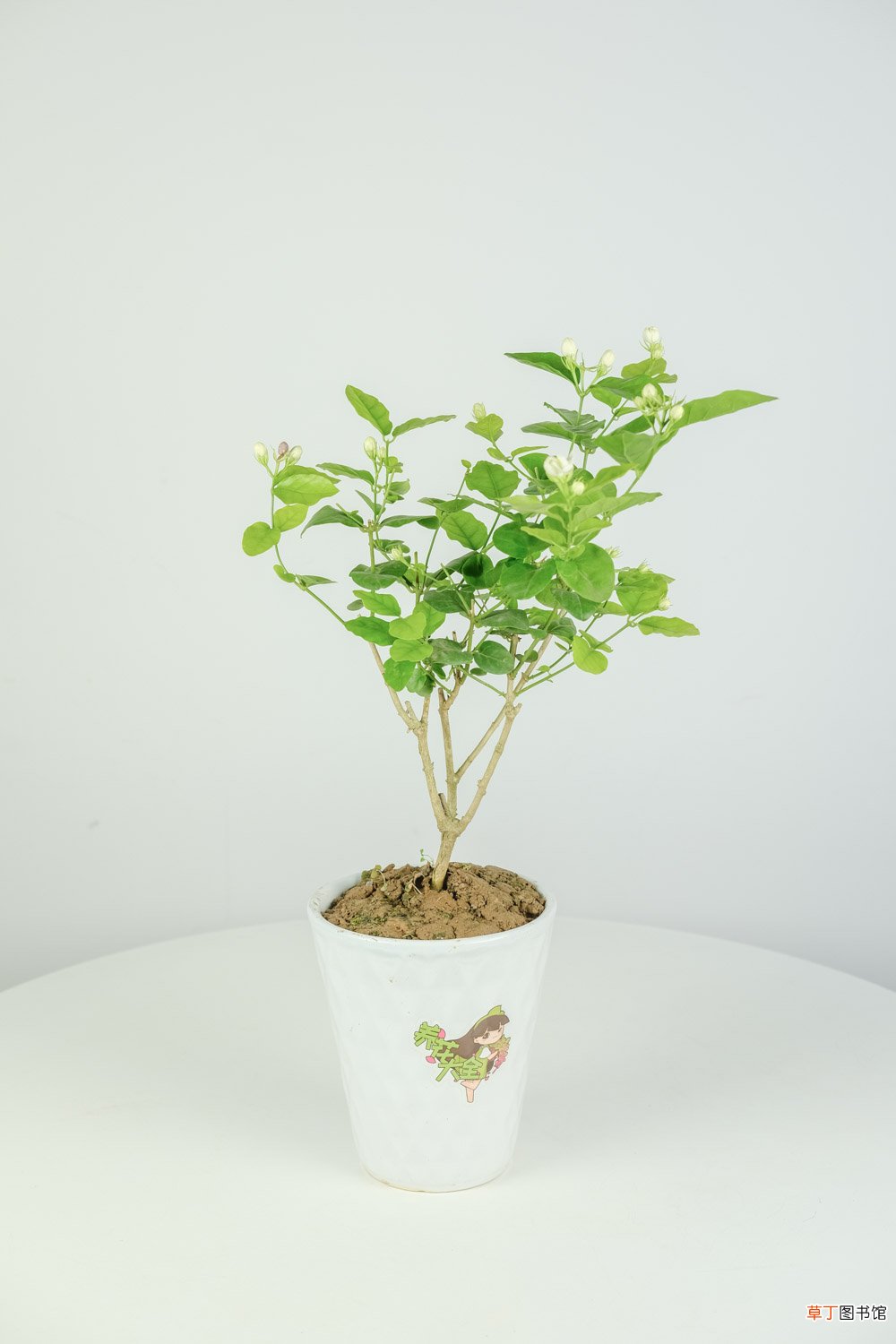 大叶茉莉的养殖方法和注意事项