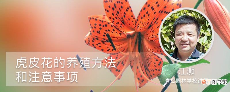 虎皮花的养殖方法和注意事项