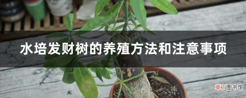水培发财树的养殖方法和注意事项