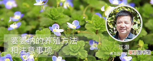 婆婆纳的养殖方法和注意事项