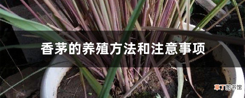 香茅的养殖方法和注意事项