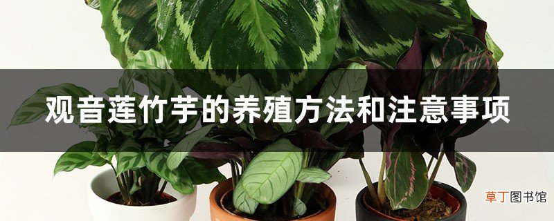 观音莲竹芋的养殖方法和注意事项