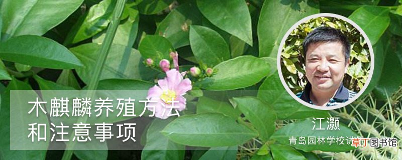 木麒麟的养殖方法和注意事项