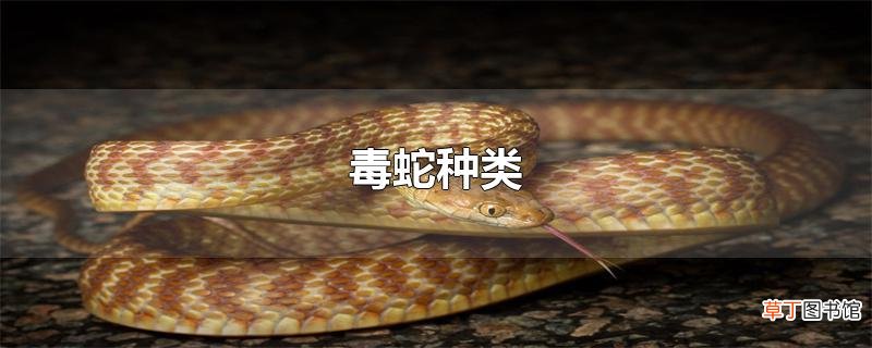 毒蛇种类