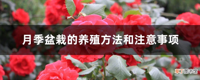 月季盆栽的养殖方法和注意事项