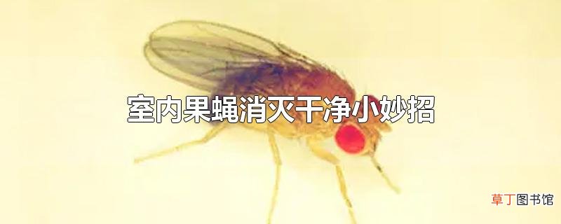 室内果蝇消灭干净小妙招