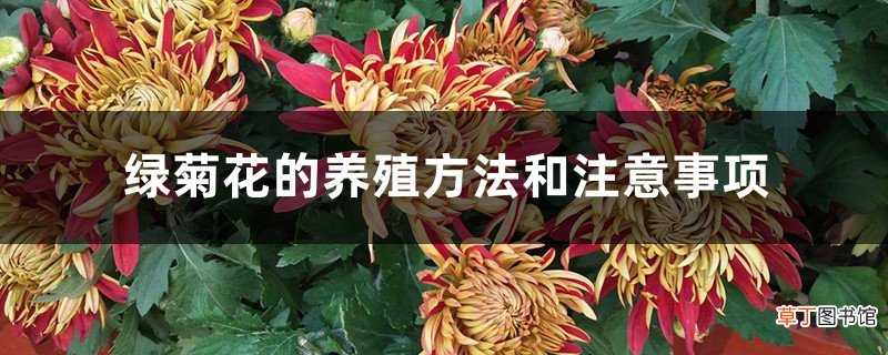 绿菊花的养殖方法和注意事项