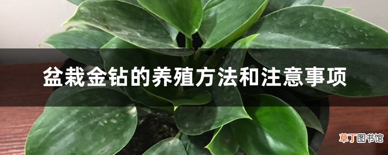盆栽金钻的养殖方法和注意事项