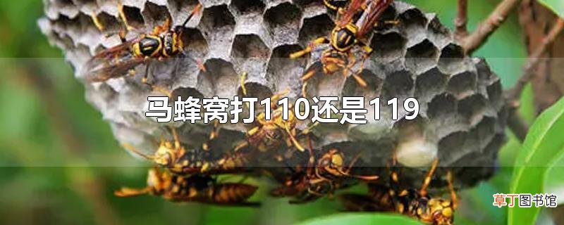 马蜂窝打110还是119