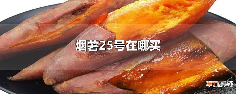 烟薯25号在哪买