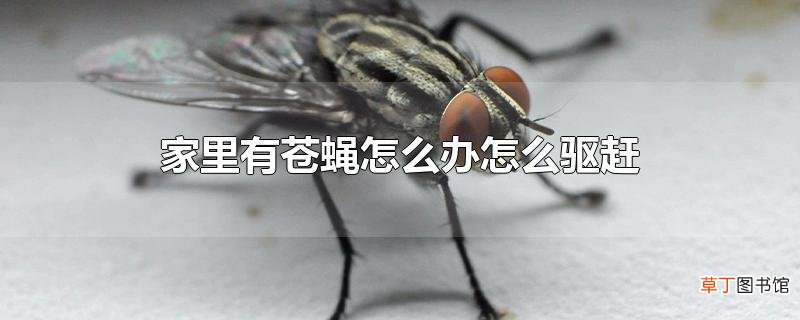 家里有苍蝇怎么办怎么驱赶
