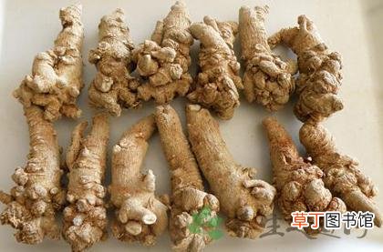 三七对肝脏有何作用-三七对肝脏的效果