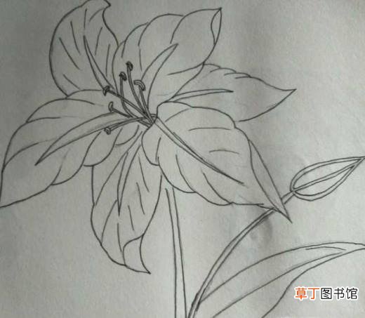 简约小百合花怎么画好看