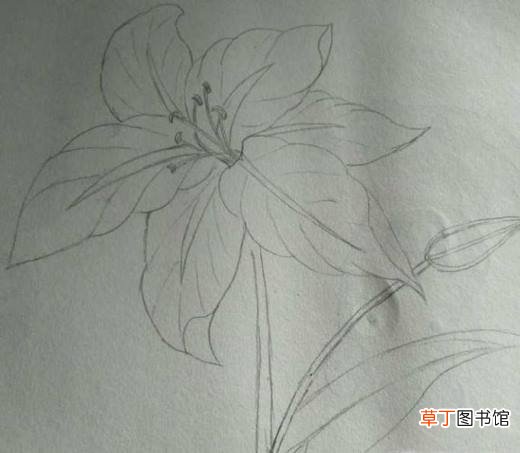 简约小百合花怎么画好看