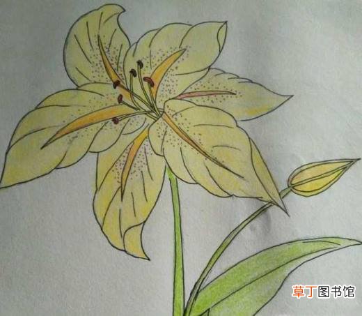 简约小百合花怎么画好看
