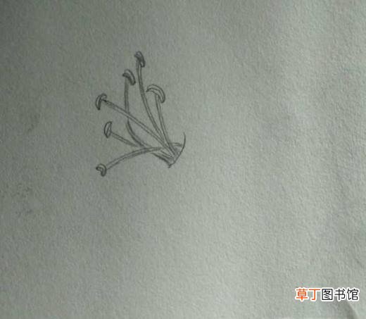 简约小百合花怎么画好看