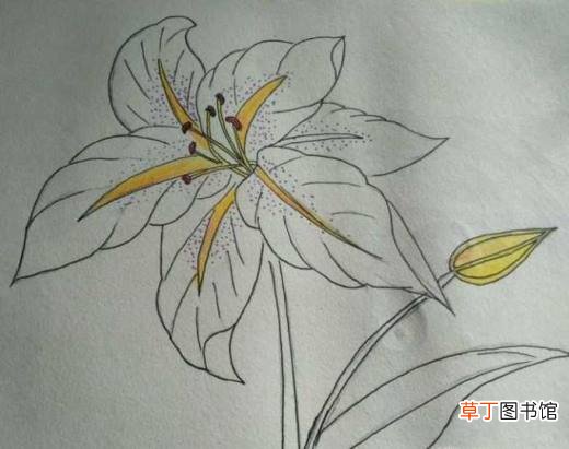 简约小百合花怎么画好看