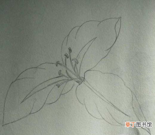 简约小百合花怎么画好看