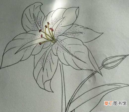 简约小百合花怎么画好看