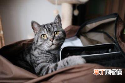 如何训练猫 猫咪的各种动作图解