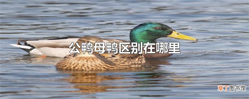 公鸭母鸭区别在哪里