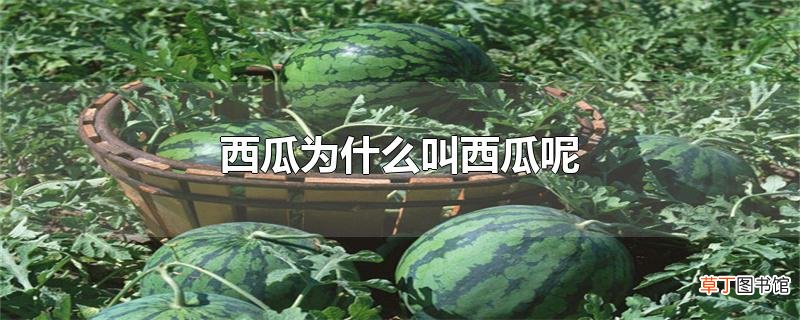西瓜为什么叫西瓜呢