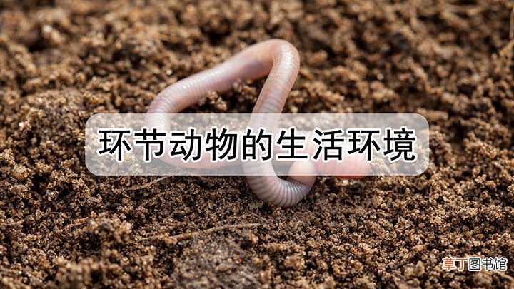 环节动物的生活环境