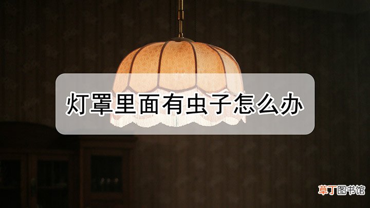 灯罩里面有虫子怎么办
