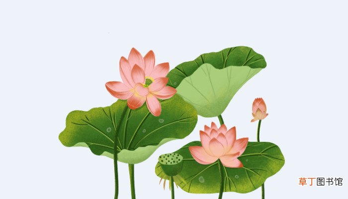荷叶是什么的什么 荷叶是什么的什么填空