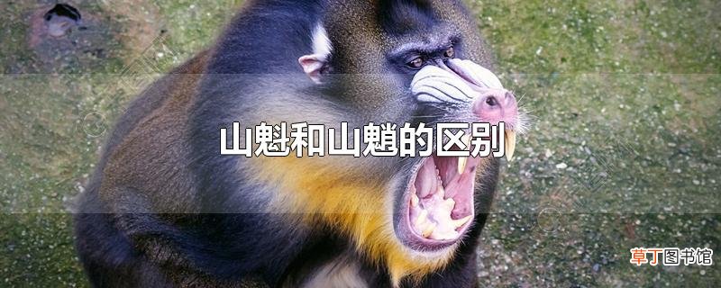 山魁和山魈的区别
