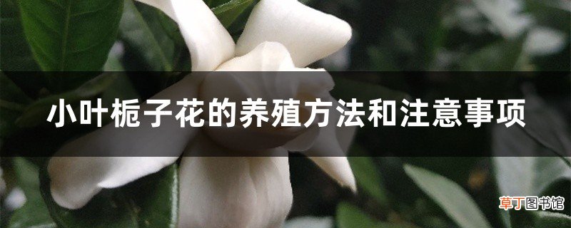 小叶栀子花的养殖方法和注意事项