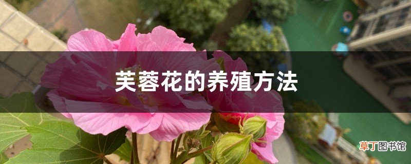 芙蓉花的养殖方法