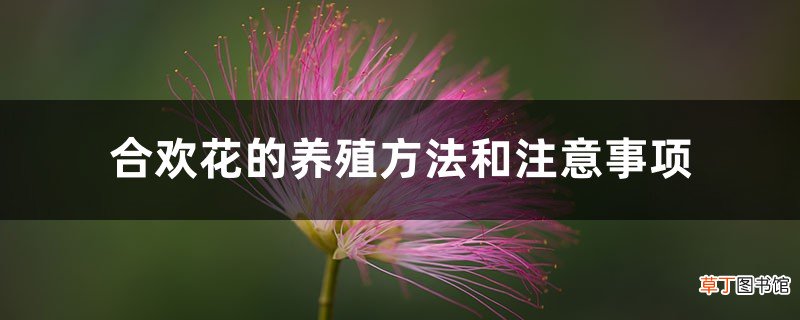 合欢花的养殖方法和注意事项
