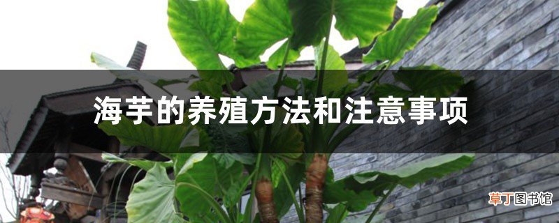 海芋的养殖方法和注意事项
