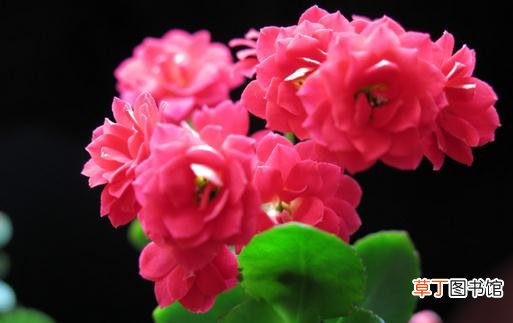 长寿花是什么？长寿花对家居环境的影响