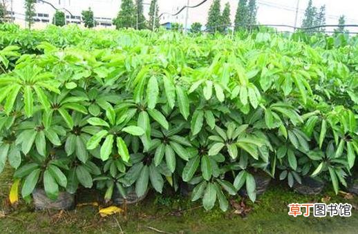 大叶伞的养殖方法-大叶伞的简介