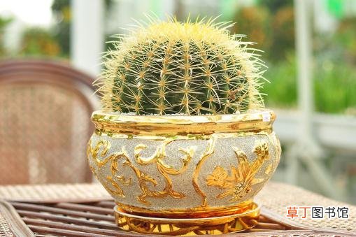 金琥的养殖方法及注意事项-金琥简介