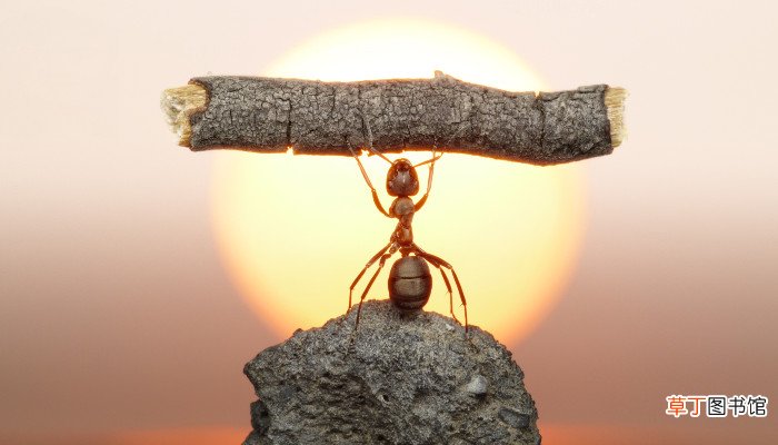 蚍蜉撼树是什么意思 蚍蜉撼树的含义