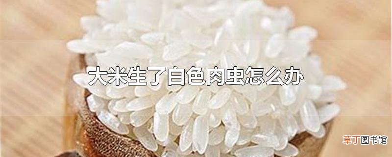 大米生了白色肉虫怎么办